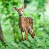 Deer Symbolism & Meaning & the Deer Spirit Animal | UniGuide